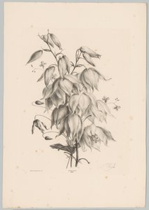 Fiori appesi da Anton Weiss