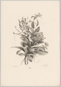 Ortensie e altri fiori (serie: Studi di fiori e frutti, 10ª puntata) da Anton Weiss