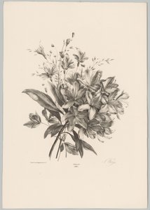 Gigli da Anton Weiss