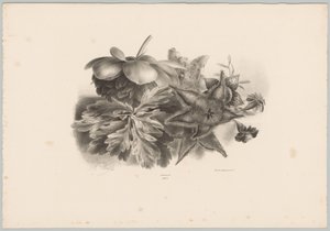 Fiori della passione e foglie da Anton Weiss