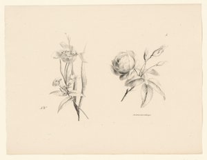 Rosa e altri fiori da Anton Weiss