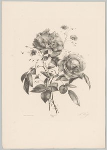 Rosa e fiore simile a garofano (serie Bloem en Fruit Studien, 10e aflevering) da Anton Weiss