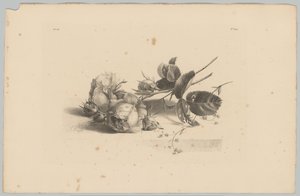 Rose da Anton Weiss