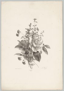 Rose, garofani e fucsia (serie Bloem en Fruit Studien, 10e aflevering) da Anton Weiss