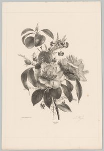 Rose e altri fiori da Anton Weiss