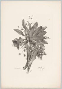 Fiori a forma di stella e campana da Anton Weiss