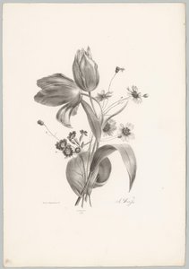 Tulipani e margherite (serie: Studi di fiori e frutti, 10ª puntata) da Anton Weiss