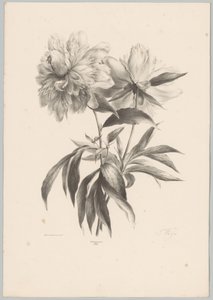 Due fiori da Anton Weiss