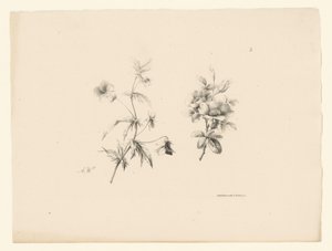 Due fiori