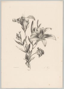 Due gigli (Studi di fiori e frutti) 10a puntata da Anton Weiss