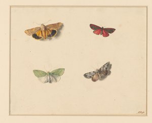 Quattro Farfalle da Anton Weiss