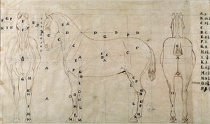 Studio per un cavallo per un monumento equestre