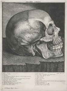 Teschio Umano da Antonio Cattani