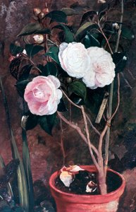Camelie, XIX secolo
