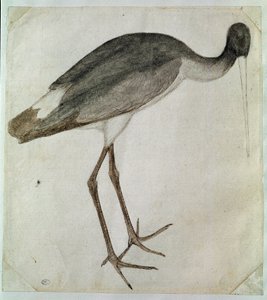 Una cicogna nera in piedi, rivolta a destra da Antonio Pisanello