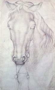 Testa di cavallo