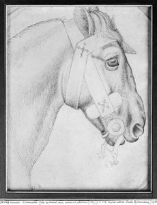 Testa di cavallo, dall