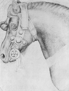 Testa di cavallo, dall