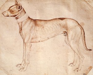Studio di cane da caccia, disegno a penna e inchiostro marrone da Antonio Pisanello