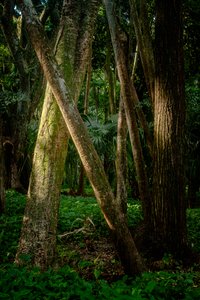 Afernoon, foresta di Tijuca, Brasile, 2022 (foto)