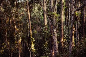 Foresta pluviale IV, 2021