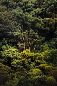 Foresta pluviale IX, 2018
