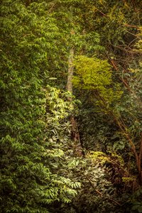 Foresta pluviale VIII, 2020