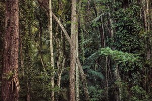 Foresta pluviale V, 2021