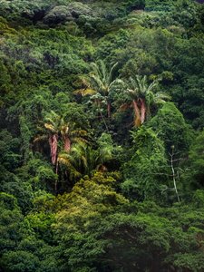 Foresta di Tijuca XXXII, 2018