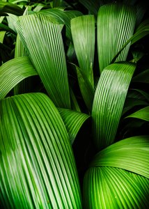 Giardini tropicali, 2023