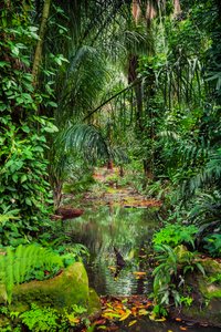 Foresta umida, 2023 (foto) da Antonio Schubert