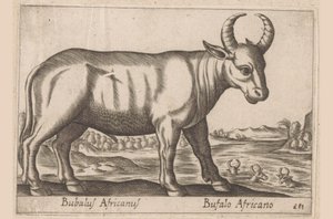 Bufalo africano (Animali e creature favolose) da Antonio Tempesta
