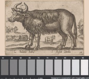 Bufalo