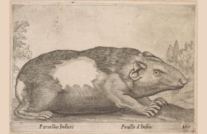 Porcellino d