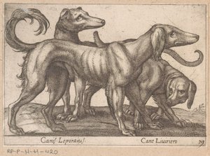 Tre cani da Antonio Tempesta