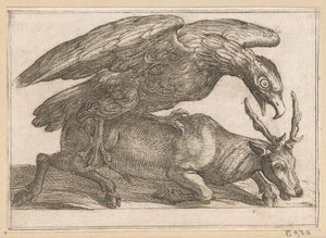Un grande uccello attacca un cervo (serie: Animali combattenti)