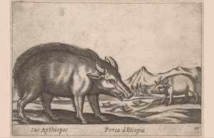 Maiale etiope da Antonio Tempesta