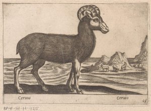 Camoscio da Antonio Tempesta