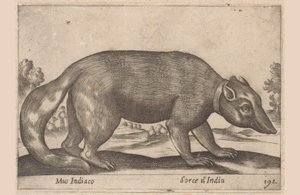 Topo indiano, furetto birmano, Dieren en fabelwezens (titolo della serie), Nova raccolta de li animali piu curiosi del mondo (titolo della serie) da Antonio Tempesta