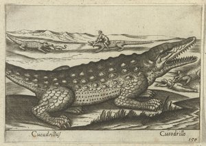 Coccodrillo (Animali e creature mitiche) da Antonio Tempesta