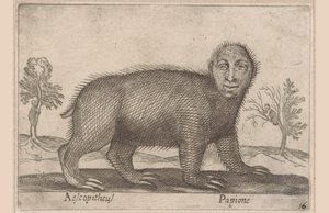 Bradipo (Dieren en fabelwezens)