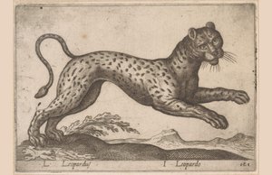 Leopardo da Antonio Tempesta