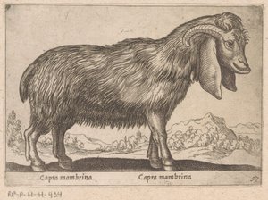 Capra mambrina da Antonio Tempesta