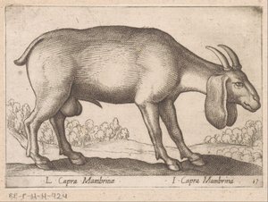 Capra Mambrina (L Capra Mambrinae / I Capra Mambrina) (Animali e creature mitologiche) (Nova raccolta degli animali più curiosi del mondo) da Antonio Tempesta