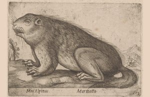 Marmotta