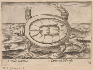 Tartaruga di palude