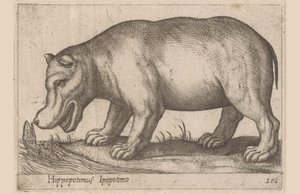 Ippopotamo da Antonio Tempesta