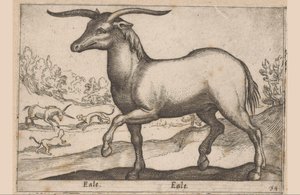 Cavallo con corna da Antonio Tempesta