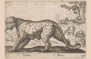 Pantera da Antonio Tempesta