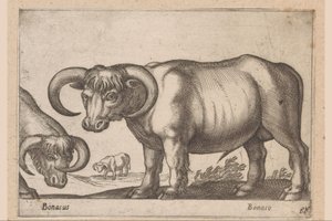 Bovini Bonasus/Bonaso (titolo sull